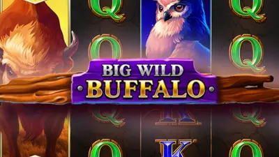 big wild buffalo